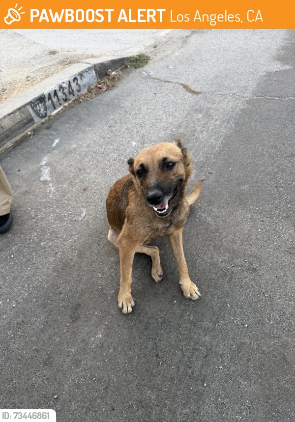 Found/Stray Female Dog last seen Weidner Street, Los Angeles, CA 91331
