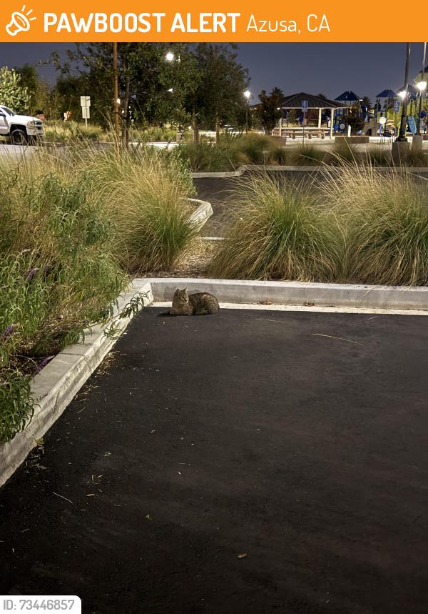 Found/Stray Unknown Cat last seen Azusa veterans way and barberry way, Azusa, CA 91702