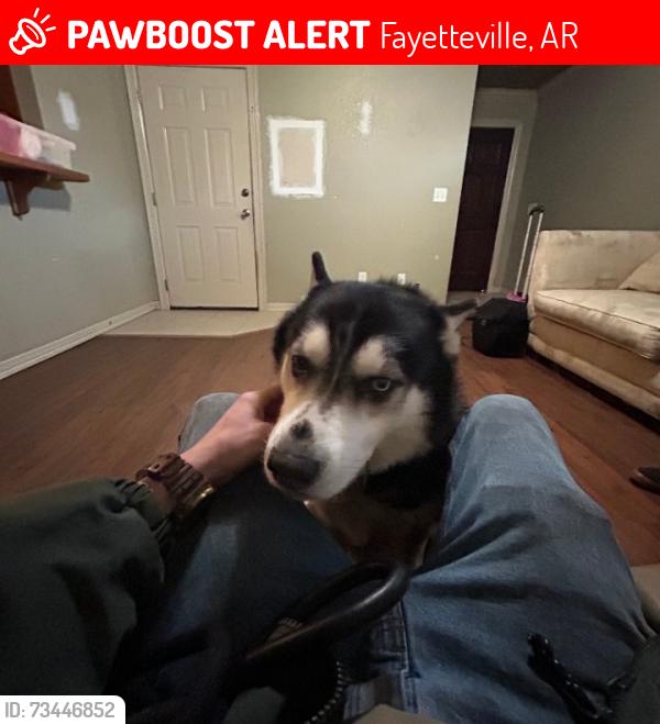 Lost Male Dog last seen Fayetteville, AR, Fayetteville, AR 72702