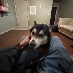 Lost Male Dog last seen Fayetteville, AR, Fayetteville, AR 72702