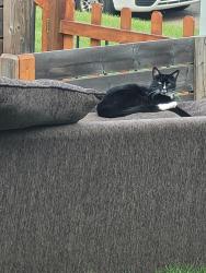 Reunited Male Cat last seen 115st , Dunluce Area, ., Edmonton, AB T5X 3V4