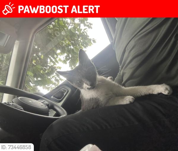 Lost Female Cat last seen Kern and 6th / Hubbard, East Los Angeles, CA 90022