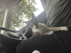Lost Female Cat last seen Kern and 6th / Hubbard, East Los Angeles, CA 90022