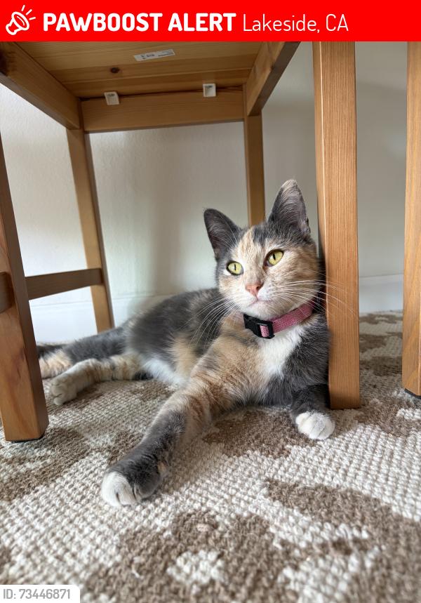 Lost Female Cat last seen Pino drive and beechtree. By our lady of perpetual help church, Lakeside, CA 92040