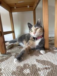 Lost Female Cat last seen Pino drive and beechtree. By our lady of perpetual help church, Lakeside, CA 92040