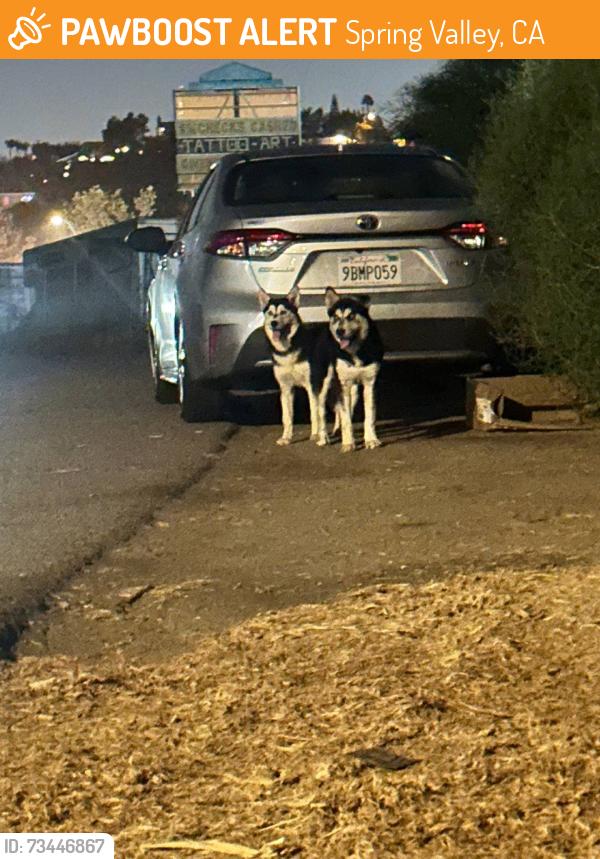 Found/Stray Unknown Dog last seen Dale Avenue and Kenora Dr Spring Valley 91977, Spring Valley, CA 91977