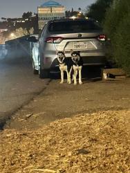 Found/Stray Unknown Dog last seen Dale Avenue and Kenora Dr Spring Valley 91977, Spring Valley, CA 91977