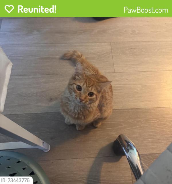 Reunited Female Cat last seen Near Pacific Ave, Baldwin Park, CA 91706, USA, Baldwin Park, CA 91706