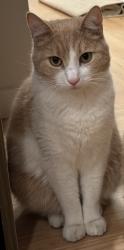 Lost Male Cat last seen Gorge/Admirals, Victoria, BC V9A 2L8