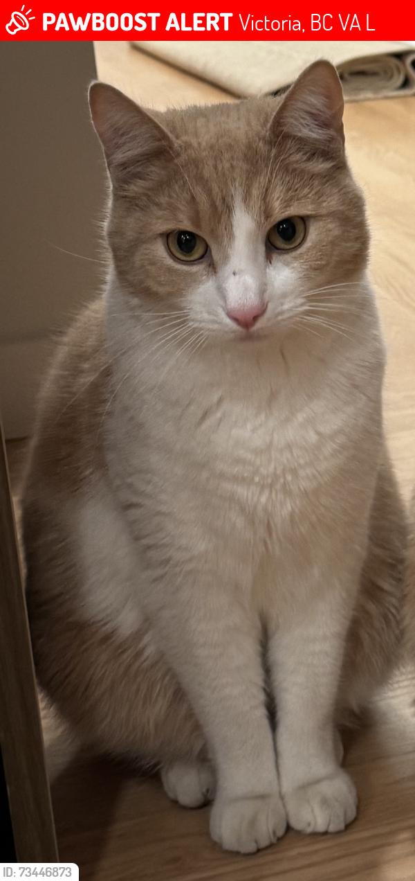 Lost Male Cat last seen Gorge/Admirals, Victoria, BC V9A 2L8