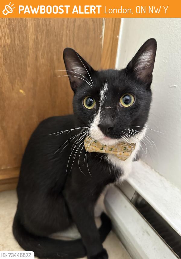 Found/Stray Unknown Cat last seen Adelaide and Dundas, London, ON N5W 2Y8