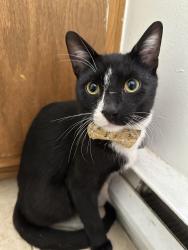 Found/Stray Unknown Cat last seen Adelaide and Dundas, London, ON N5W 2Y8