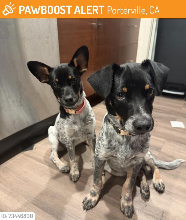 Found/Stray Unknown Dog last seen Near Rd 256, Porterville, CA 93257, Porterville, CA 93257
