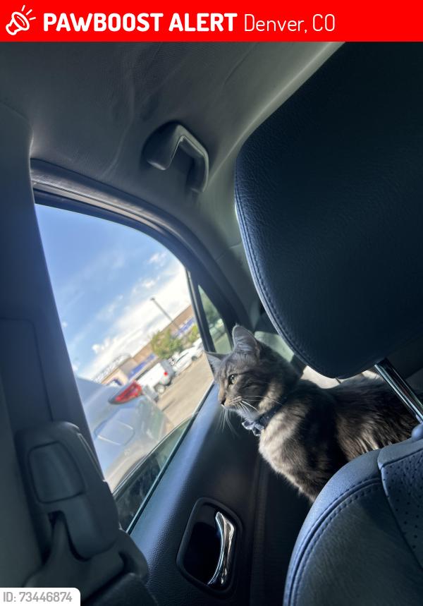 Lost Female Cat last seen Near S dexter st 20246, Denver, CO 80246