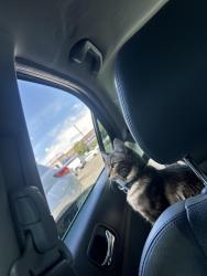 Lost Female Cat last seen Near S dexter st 20246, Denver, CO 80246