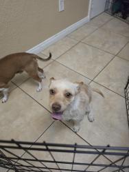 Found/Stray Male Dog last seen Seastrand dog park, North Las Vegas, NV 89084