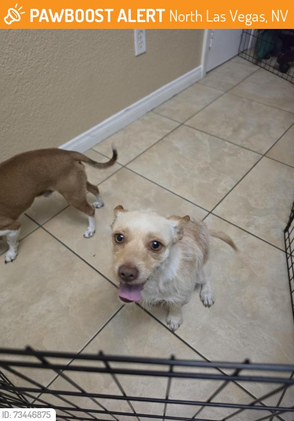Found/Stray Male Dog last seen Seastrand dog park, North Las Vegas, NV 89084