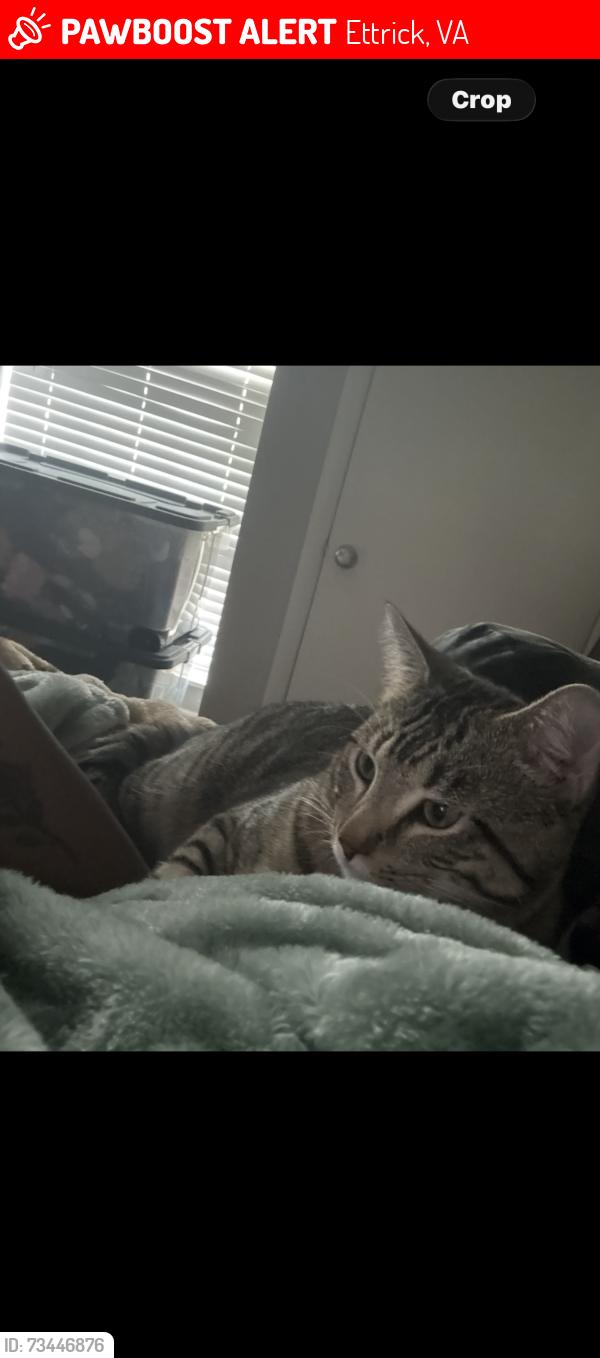 Lost Male Cat last seen Near, Ettrick, VA 23803