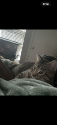 Lost Male Cat last seen Near, Ettrick, VA 23803