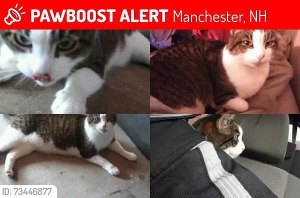 Lost Male Cat last seen Traveling in a van across the states, Manchester, NH 03104