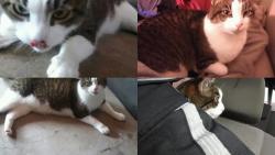 Lost Male Cat last seen Traveling in a van across the states, Manchester, NH 03104