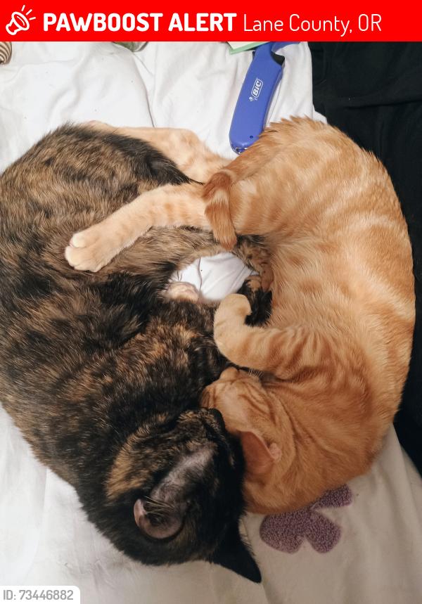 Lost Male Cat last seen crossroad, dead end on one side, open traffic area on the other. Large, trail where people bike and many farmhouses, Lane County, OR 97424
