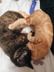 Lost Male Cat last seen crossroad, dead end on one side, open traffic area on the other. Large, trail where people bike and many farmhouses, Lane County, OR 97424