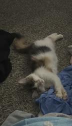 Reunited Female Cat last seen At Misty meadow ct roads, Chula Vista, CA 91910