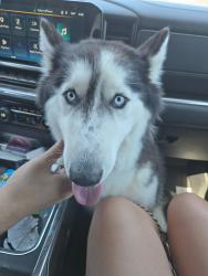 Reunited Female Dog last seen 29th Ln and Shumway Farm Rd, Phoenix, AZ 85041