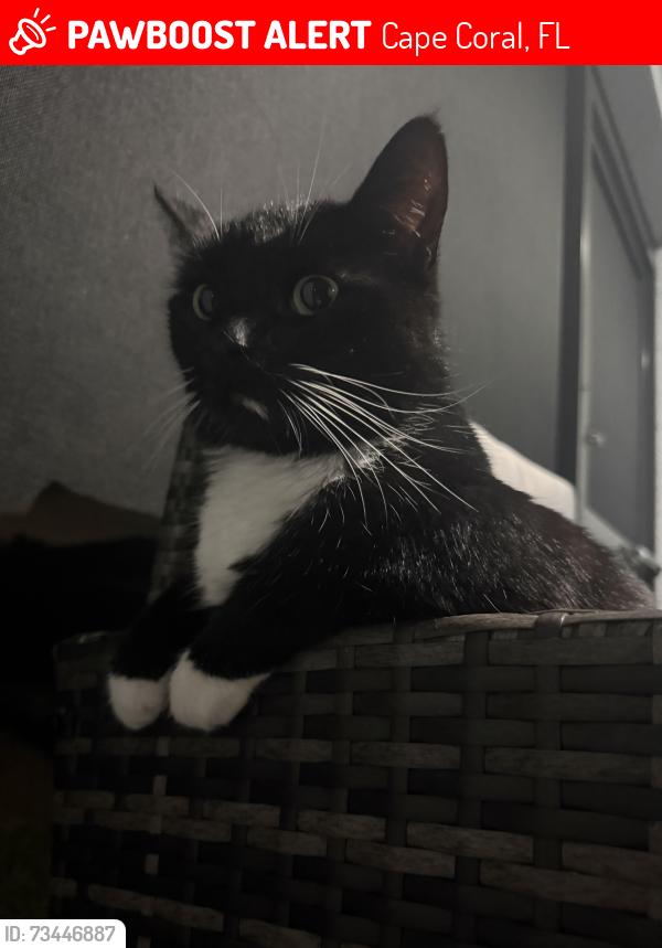 Lost Male Cat last seen 11th place, Cape Coral, FL 33993