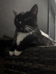 Lost Male Cat last seen 11th place, Cape Coral, FL 33993
