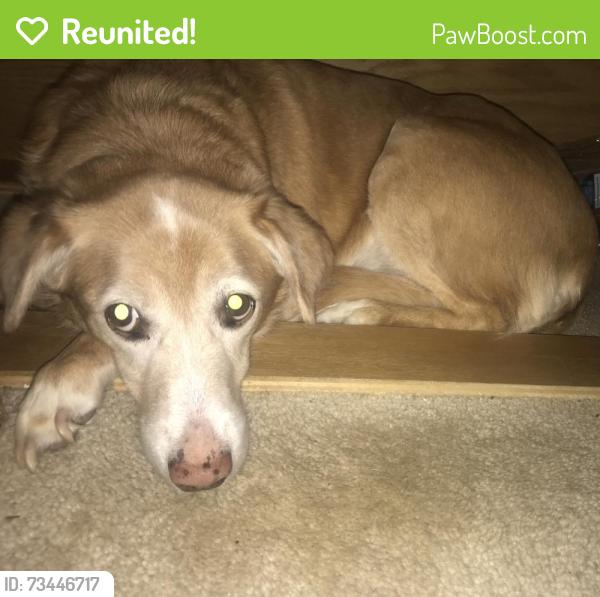 Reunited Female Dog last seen Big Buck Circle & Briar Ridge Circle, Valdosta, GA 31605