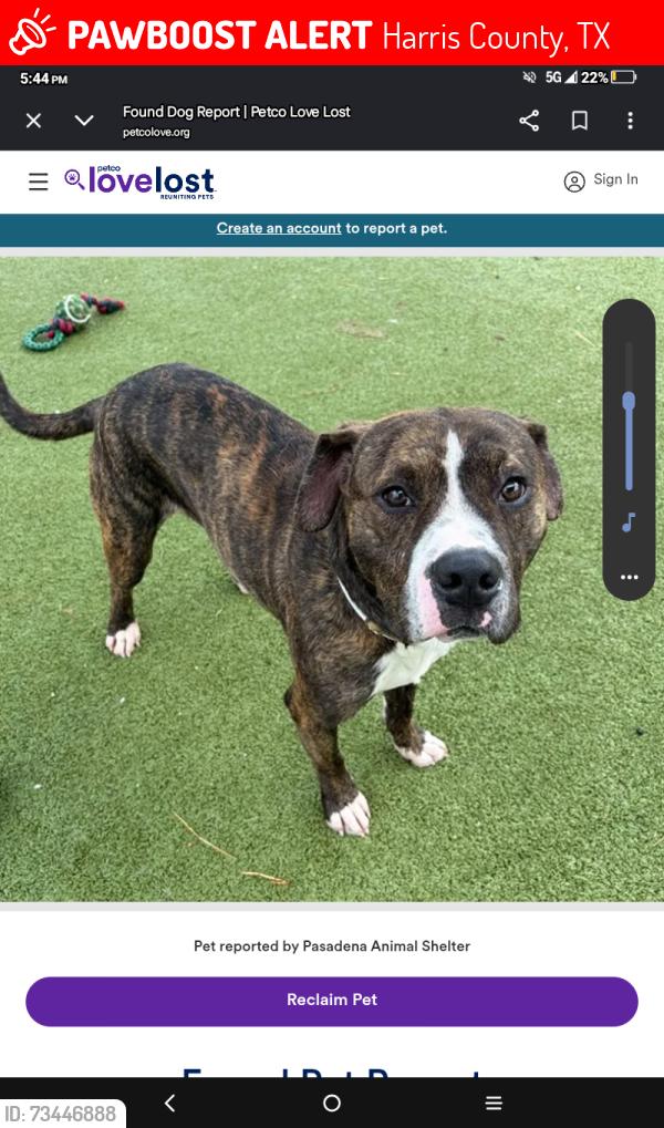 Lost Female Dog last seen Shaver st, Harris County, TX 77502