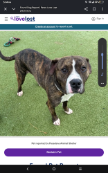 Lost Female Dog last seen Shaver st, Harris County, TX 77502