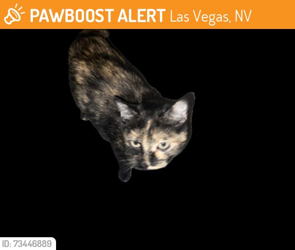 Found/Stray Unknown Cat last seen serene and maryland pkwy, Las Vegas, NV 89123