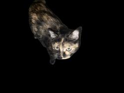 Found/Stray Unknown Cat last seen serene and maryland pkwy, Las Vegas, NV 89123