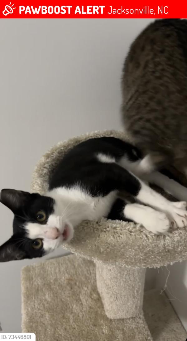 Lost Male Cat last seen Carolina Forest, Jacksonville, NC 28546
