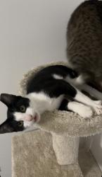 Lost Male Cat last seen Carolina Forest, Jacksonville, NC 28546