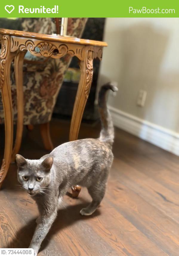 Reunited Female Cat last seen Western Ave or Gunter Rd, Rancho Palos Verdes, CA 90275
