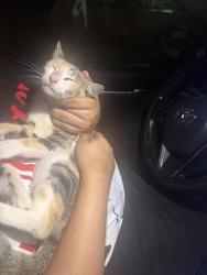 Reunited Female Cat last seen E 63rd and Obispo, Long Beach, CA 90805