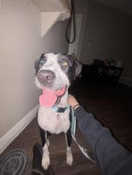 Found/Stray Male Dog last seen N 31st Ave and Blackhawk Dr, Phoenix, AZ 85027