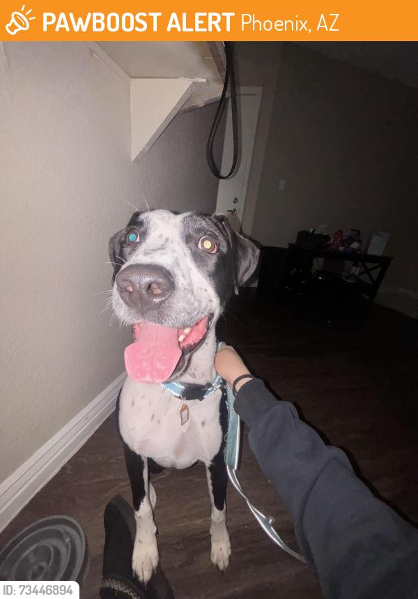 Found/Stray Male Dog last seen N 31st Ave and Blackhawk Dr, Phoenix, AZ 85027