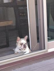 Reunited Male Dog last seen Maplebrook Pkwy, Minneapolis, MN 55445