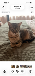 Reunited Female Cat last seen Near vista dr, Fayetteville, NC 28305