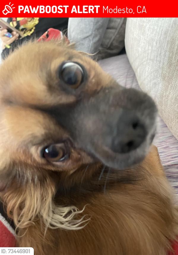 Lost Male Dog last seen Stanislaus county park & pool, Modesto, CA 95357