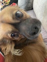 Lost Male Dog last seen Stanislaus county park & pool, Modesto, CA 95357