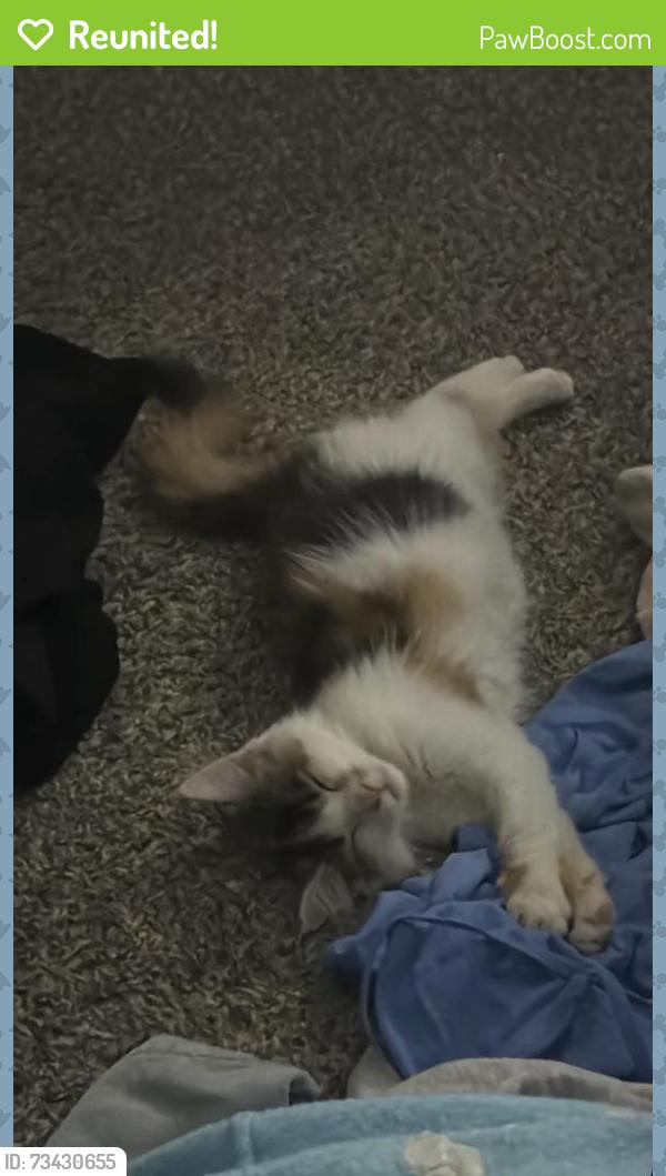 Reunited Female Cat last seen At Misty meadow ct roads, Chula Vista, CA 91910