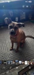 Lost Male Dog last seen 63rd st & 30th ave, Kenosha, WI 53143