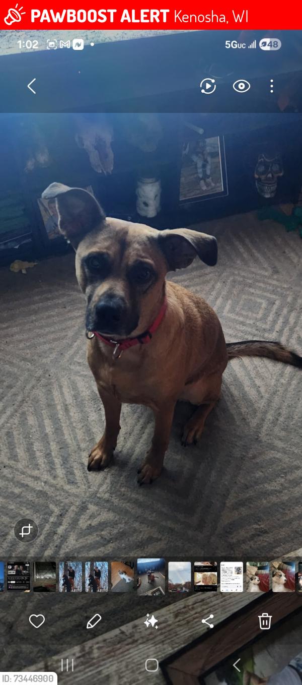 Lost Male Dog last seen 63rd st & 30th ave, Kenosha, WI 53143