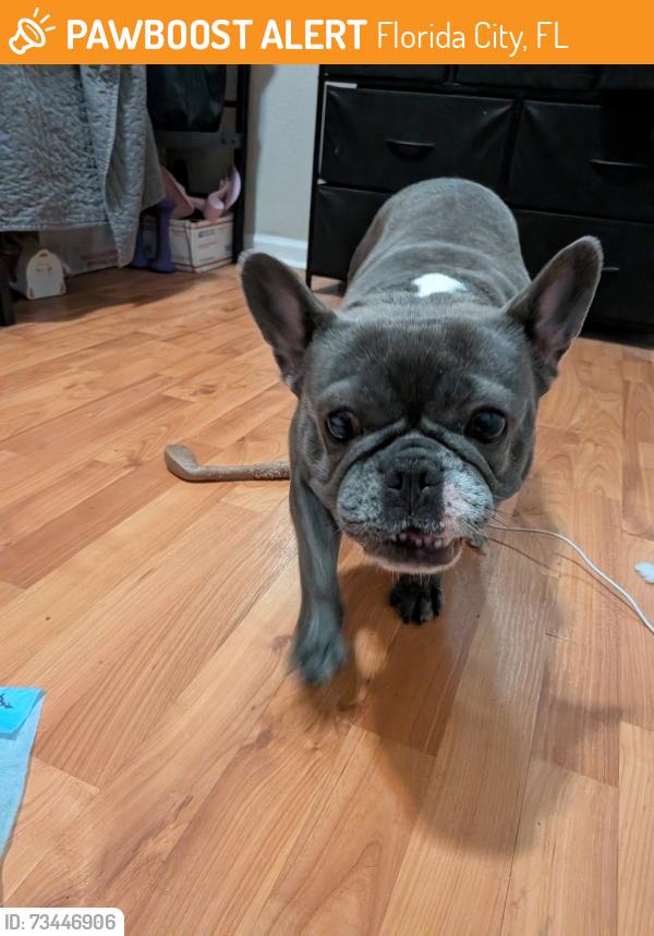 Found/Stray Female Dog last seen Near NE 1st Ave Florida City, FL 33034, Florida City, FL 33034